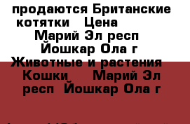 продаются Британские котятки › Цена ­ 2 000 - Марий Эл респ., Йошкар-Ола г. Животные и растения » Кошки   . Марий Эл респ.,Йошкар-Ола г.